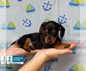 Dachshund Puppy for sale in WINNSBORO, LA, USA