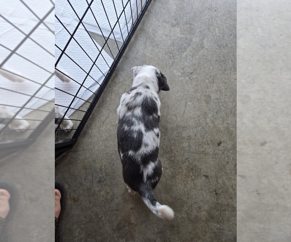 Medium Photo #2 Border Collie Puppy For Sale in KNOXVILLE, TN, USA