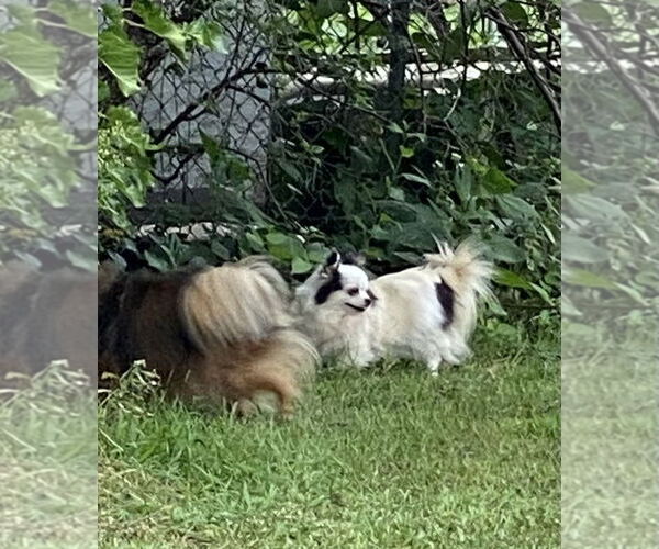 Medium Photo #5 Chihuahua Puppy For Sale in St. Louis Park, MN, USA