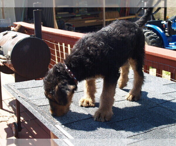 Medium Photo #7 Airedale Terrier Puppy For Sale in CHARLESTOWN, IN, USA