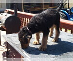 Small #6 Airedale Terrier