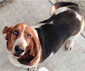 Basset Hound Dogs for adoption in Brookville, OH, USA