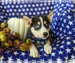 Small Photo #7 Pomsky Puppy For Sale in EPHRATA, PA, USA