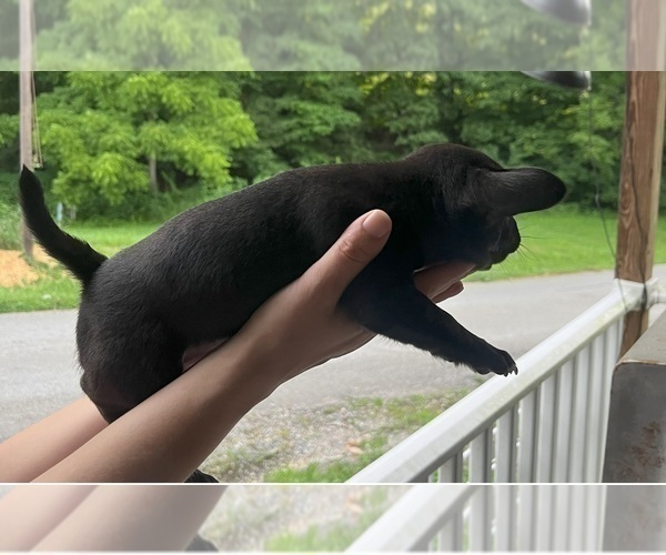 Medium Photo #8 French Bullhuahua Puppy For Sale in SPRAGGS, PA, USA