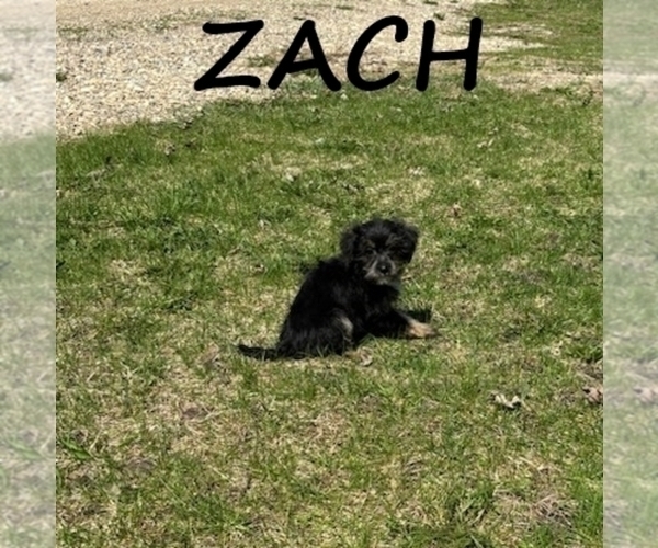 Medium Photo #3 YorkiePoo Puppy For Sale in HARTLAND, MN, USA