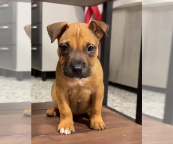 Medium Photo #3 Black Mouth Cur-Unknown Mix Puppy For Sale in The Woodlands, TX, USA