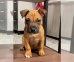 Small #2 Black Mouth Cur Mix