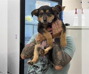 German Shepherd Dog-Unknown Mix Dogs for adoption in Grand Prairie, TX, USA