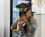 Small German Shepherd Dog Mix