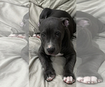 Small Photo #3 American Pit Bull Terrier Puppy For Sale in SNOHOMISH, WA, USA