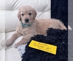 Small #1 Golden Retriever