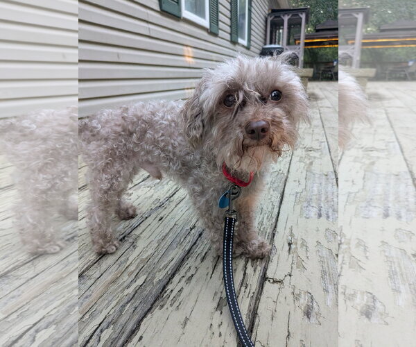 Medium Photo #1 Poodle (Toy) Puppy For Sale in Arlington, VA, USA