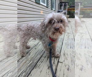 Poodle (Toy) Dogs for adoption in Arlington, VA, USA