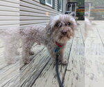 Carl Dean - Male Poodle (Toy) Dog for Adoption - Small photo