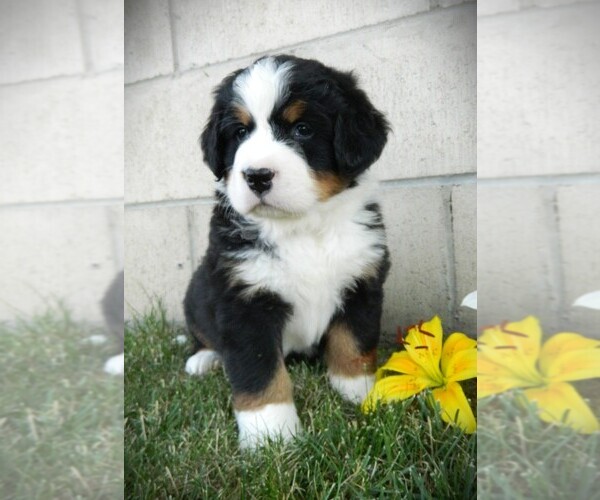 Medium Photo #19 Bernese Mountain Dog Puppy For Sale in CLARE, MI, USA