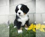 Small #3 Bernese Mountain Dog