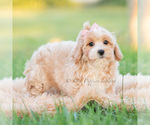 Small Photo #11 Poodle (Miniature) Puppy For Sale in WARSAW, IN, USA
