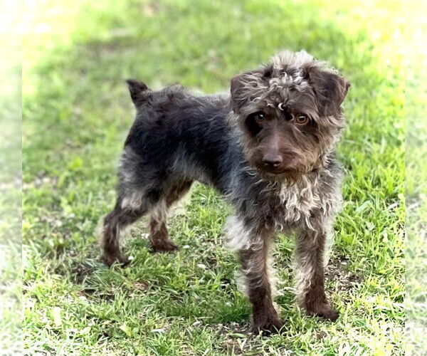 Medium Photo #2 Mutt Puppy For Sale in Estherville, IA, USA