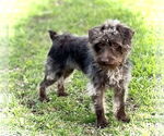Small #1 Mutt