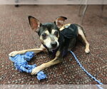 Small Photo #3 Chipin Puppy For Sale in Martinez, CA, USA