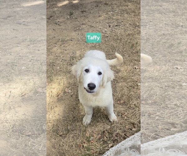 Medium Photo #2 Great Pyrenees Puppy For Sale in Spring, TX, USA
