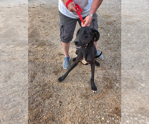 Medium Photo #1 Great Dane Puppy For Sale in Bullard, TX, USA