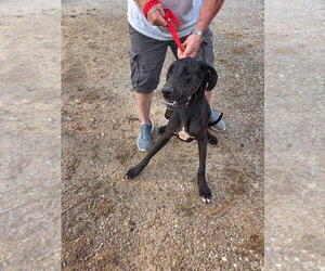 Great Dane Dogs for adoption in Bullard, TX, USA