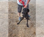Small Great Dane