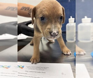 Labrador Retriever Dogs for adoption in Corpus Christi, TX, USA