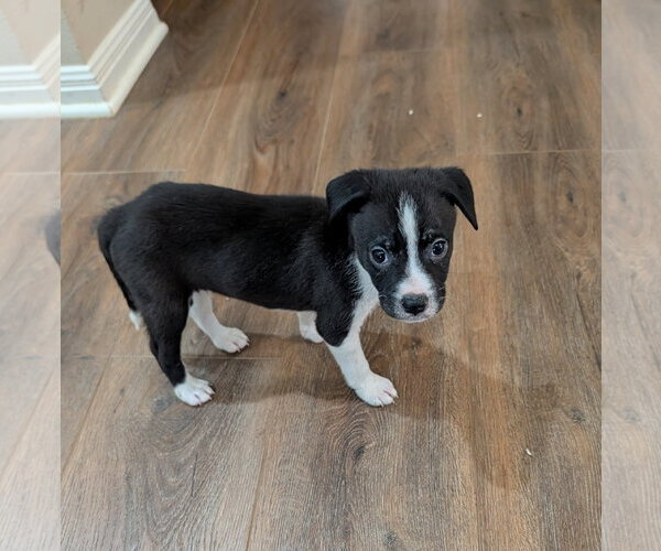 Medium Photo #2 Boxer-Unknown Mix Puppy For Sale in The Woodlands, TX, USA