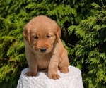 Small #4 Golden Retriever