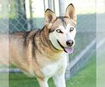 Small Gerberian Shepsky