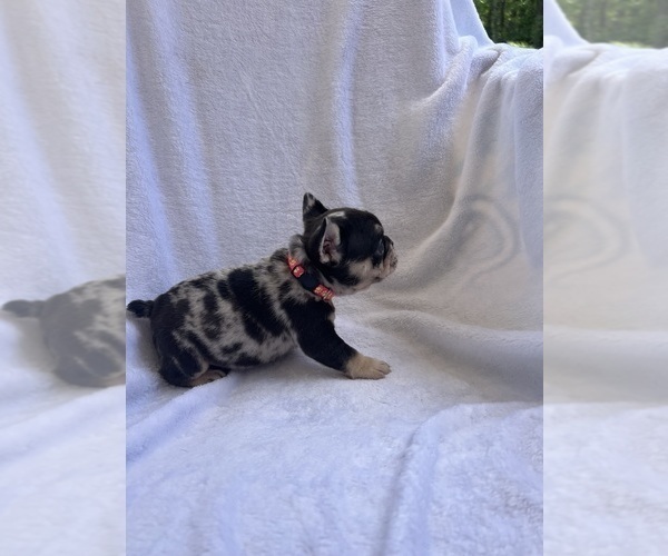 Medium Photo #4 French Bulldog Puppy For Sale in NORTH MYRTLE BEACH, SC, USA