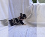 Small #3 French Bulldog
