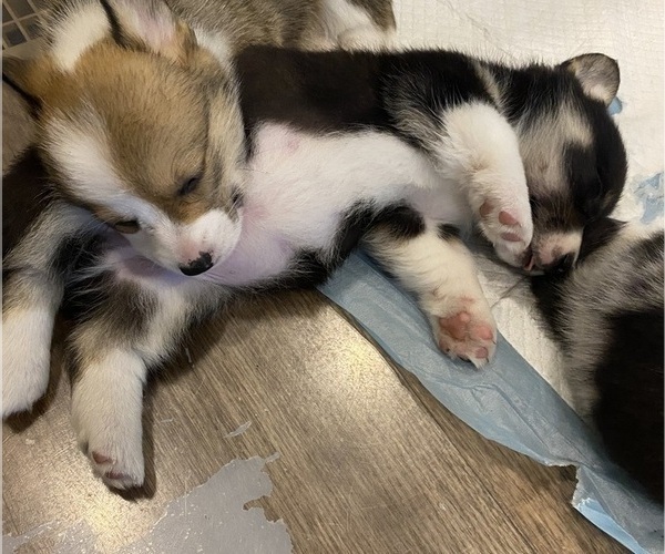 Medium Photo #4 Pembroke Welsh Corgi Puppy For Sale in BRANDON, FL, USA