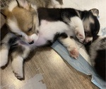 Small #3 Pembroke Welsh Corgi