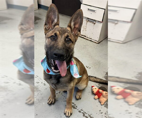 Medium Photo #1 German Shepherd Dog Puppy For Sale in Stockton, CA, USA