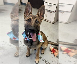 German Shepherd Dog Dogs for adoption in Stockton, CA, USA