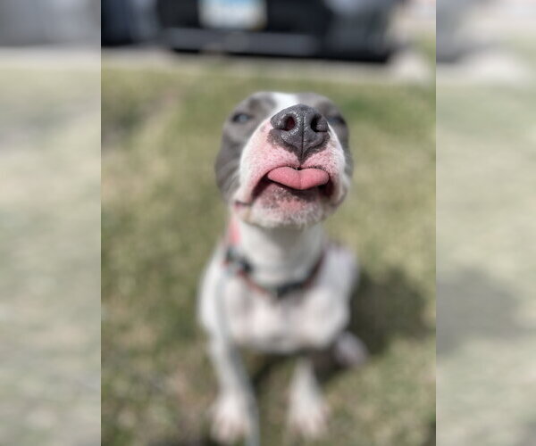 Medium Photo #4 Mutt Puppy For Sale in St. Louis Park, MN, USA