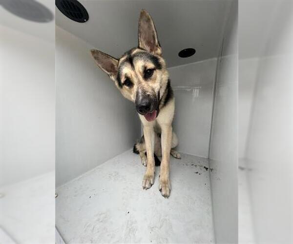 Medium Photo #1 German Shepherd Dog Puppy For Sale in Houston, TX, USA