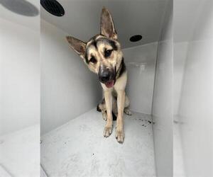 German Shepherd Dog Dogs for adoption in Houston, TX, USA
