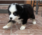 Small Photo #3 Miniature Australian Shepherd Puppy For Sale in HIALEAH, FL, USA