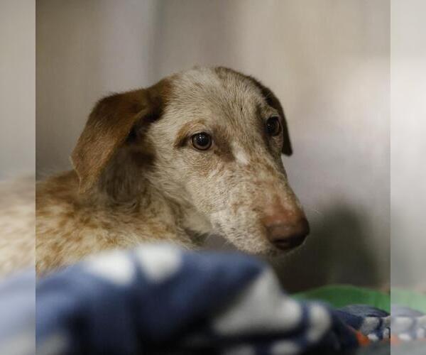 Medium Photo #1 Mutt Puppy For Sale in San Antonio, TX, USA