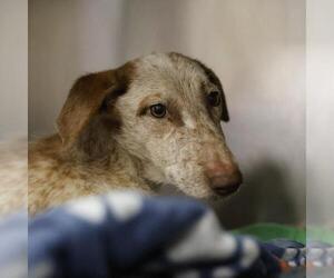 Mutt Dogs for adoption in San Antonio, TX, USA