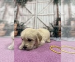 Small #7 English Cream Golden Retriever