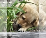 Small #6 Golden Retriever