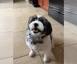 Small #6 Shih Tzu Mix