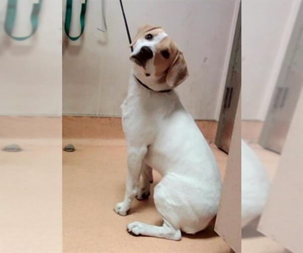 Medium Photo #1 Beagle-Unknown Mix Puppy For Sale in Martinez, CA, USA
