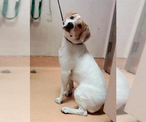 Beagle-Unknown Mix Dogs for adoption in Martinez, CA, USA