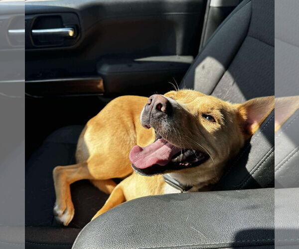 Medium Photo #4 Mutt Puppy For Sale in Brooklyn Center, MN, USA